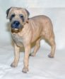 Picture of Tosa Inu Dog